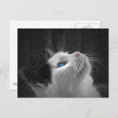 青い目の猫の写真 ポストカード (正面/裏面)