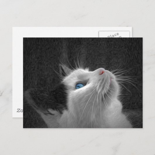 青い目の猫の写真 ポストカード (正面/裏面)
