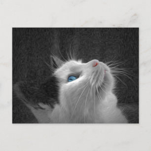 青い目の猫の写真 ポストカード