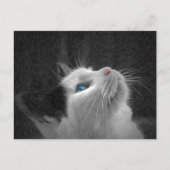 青い目の猫の写真 ポストカード (正面)