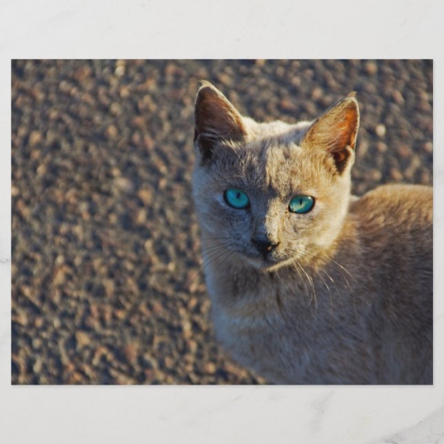 青い目の猫 (正面)