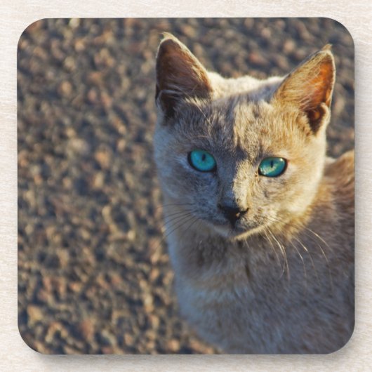 青い目の猫 コースター (正面)
