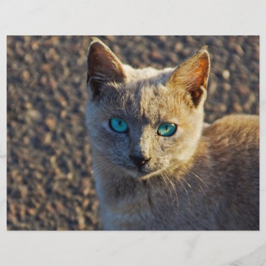 青い目の猫 チラシ (正面)