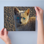 青い目の猫 チラシ (手)