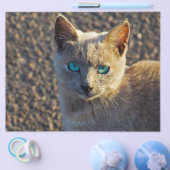 青い目の猫 チラシ (シングル)