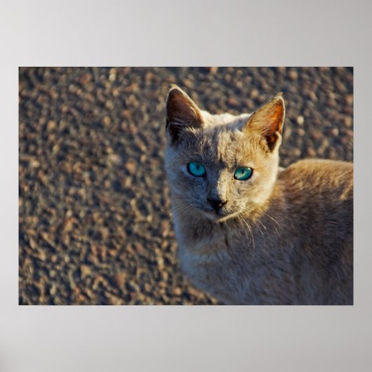 青い目の猫 ポスター (正面)