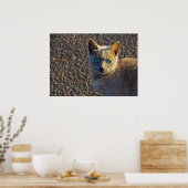 青い目の猫 ポスター (キッチン)