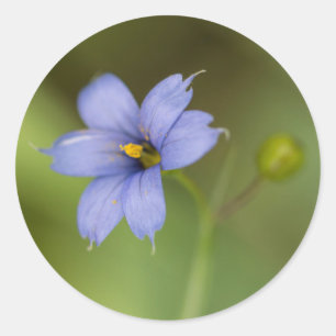 青い目の草の野生の花の花の円形のステッカー ラウンドシール