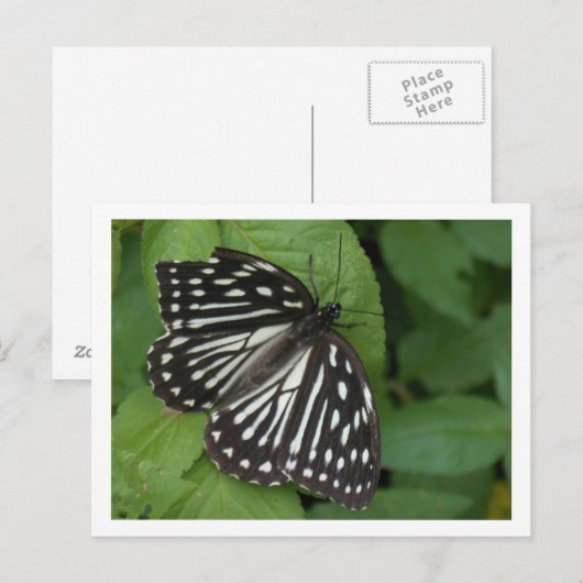 青い目の蝶 ポストカード (正面/裏面)