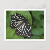 青い目の蝶 ポストカード (正面)