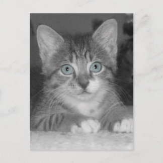 青い目はがき ポストカード