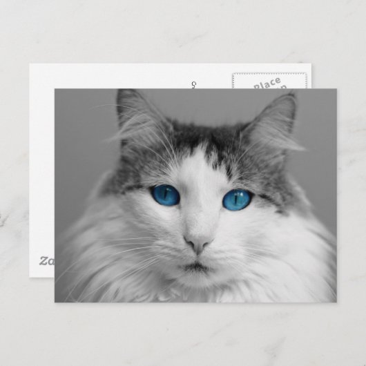 青い目をしたふわふわの猫 ポストカード (正面/裏面)