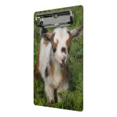 青い目をしたナイジェリアの矮性酪農家のヤギ ミニクリップボード (アングル2)