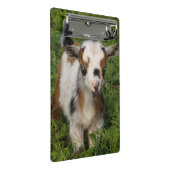 青い目をしたナイジェリアの矮性酪農家のヤギ ミニクリップボード (アングル)