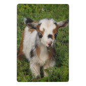 青い目をしたナイジェリアの矮性酪農家のヤギ ミニクリップボード (裏面)