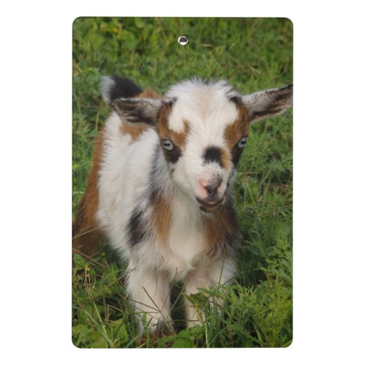 青い目をしたナイジェリアの矮性酪農家のヤギ ミニクリップボード (裏面)