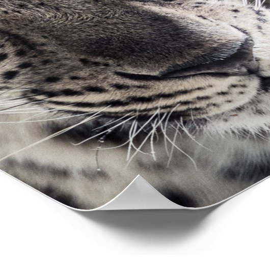 青い目をしたヒョウの写真芸術 ポスター (角)