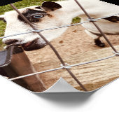 青い目をしたヤギ ポスター (角)