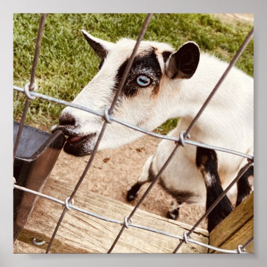 青い目をしたヤギ ポスター (正面)