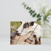 青い目をしたヤギ ポストカード (スタンド正面)