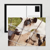 青い目をしたヤギ ポストカード (正面/裏面)