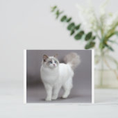 青い目をしたラグドール猫の極上品 ポストカード (スタンド正面)
