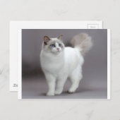 青い目をしたラグドール猫の極上品 ポストカード (正面/裏面)