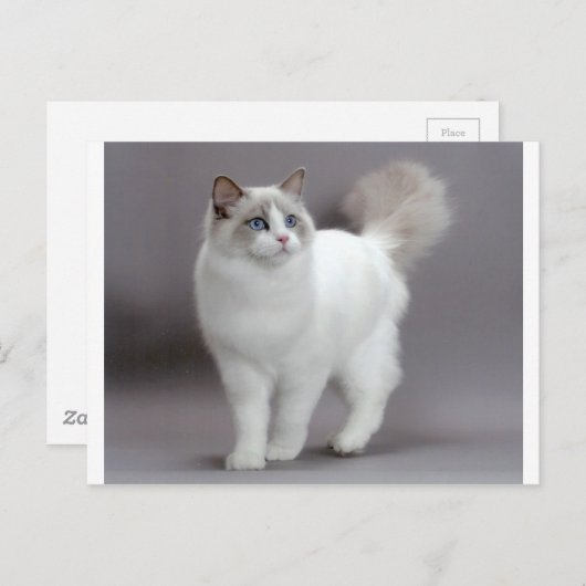 青い目をしたラグドール猫の極上品 ポストカード (正面/裏面)