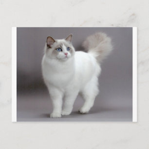 青い目をしたラグドール猫の極上品 ポストカード