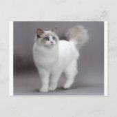 青い目をしたラグドール猫の極上品 ポストカード (正面)