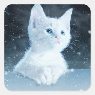 青い目をした可愛いかわいらし白い子猫 スクエアシール