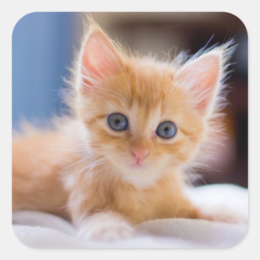 青い目をした可愛い猫 スクエアシール (正面)