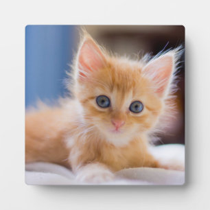 青い目をした可愛い猫 フォトプラーク