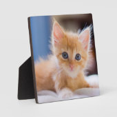 青い目をした可愛い猫 フォトプラーク (正面)