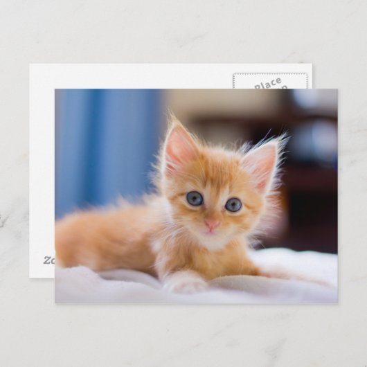 青い目をした可愛い猫 ポストカード (正面/裏面)