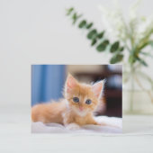 青い目をした可愛い猫 ポストカード (スタンド正面)