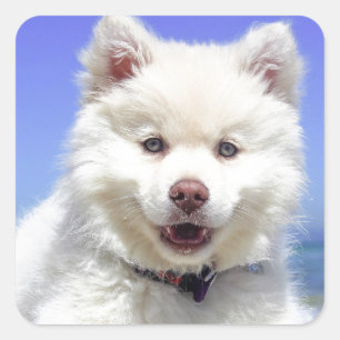 青い目をした白いハスキーの子犬 スクエアシール