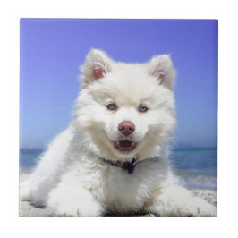 青い目をした白いハスキーの子犬 タイル