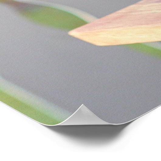 青い目をした美しいシャム猫 ポスター (角)