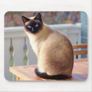 青い目をした美しいシャム猫 マウスパッド