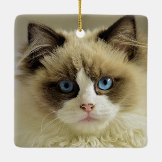 青い目をした美しいラグドール猫 セラミックオーナメント (裏面)