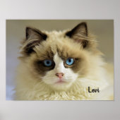 青い目をした美しいラグドール猫 ポスター (正面)