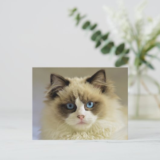青い目をした美しいラグドール猫 ポストカード (スタンド正面)