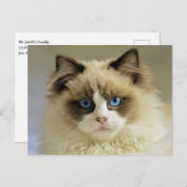 青い目をした美しいラグドール猫 ポストカード (正面/裏面)