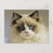 青い目をした美しいラグドール猫 ポストカード (正面)