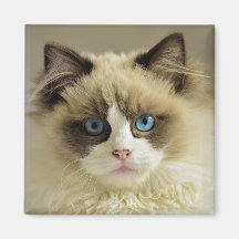 青い目をした美しいラグドール猫