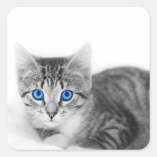 青い目をした美しい猫 スクエアシール