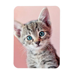 青い目を持つかわいい子ネコ マグネット