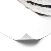 青い目を持つかわいい美しい白い虎 ポスター (コーナー)