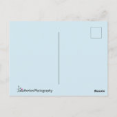 青い目を持つ甘い白い子猫 ポストカード (裏面)